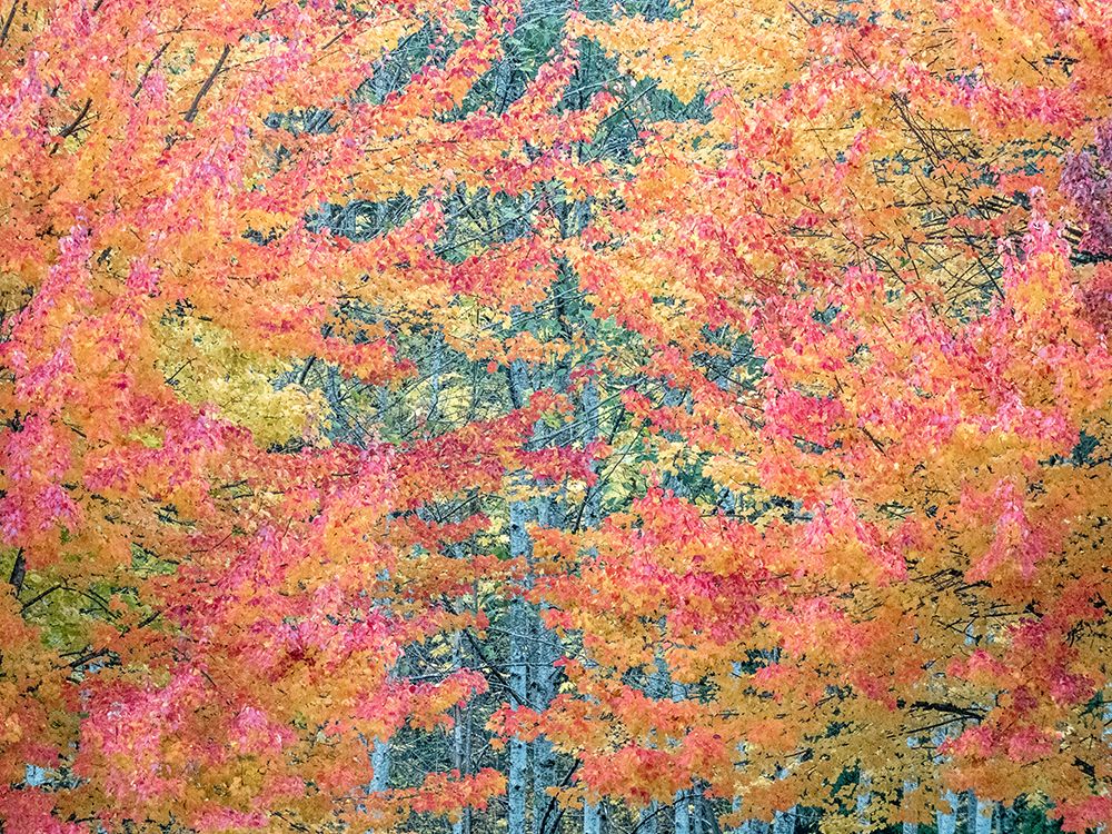 USA-Washington State-Issaquah with fall colored Maple trees along downtown roads